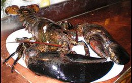 Giải thoát chú tôm hùm 140 tuổi 
